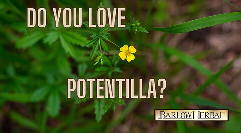 The Health Benefits of Potentilla