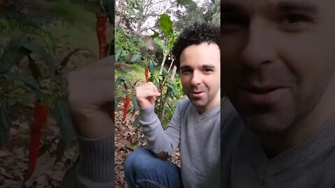 Here is my garden