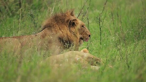 lion video