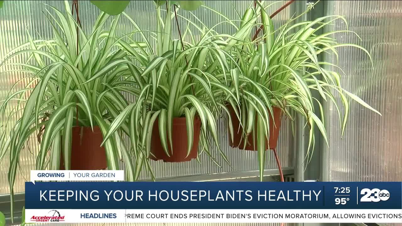 Growing Your Garden: Keeping your houseplants healthy