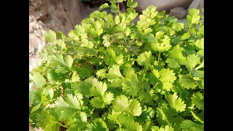 Gardening || coriander plantation || Gardening coriander plantation || home garden || planting