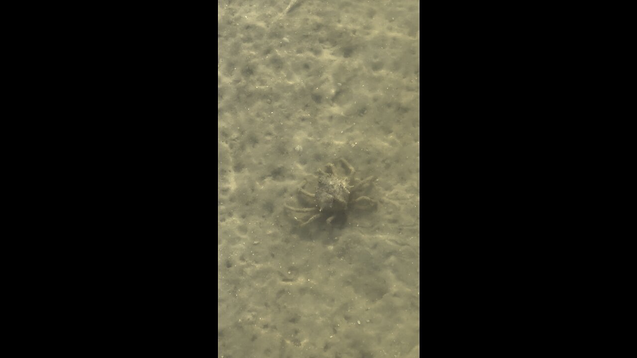 Whatchamacallit Crab? #FYP #Crab #Whatchamacallit #Tigertail #MarcoIsland #mywalksinparadise #4K