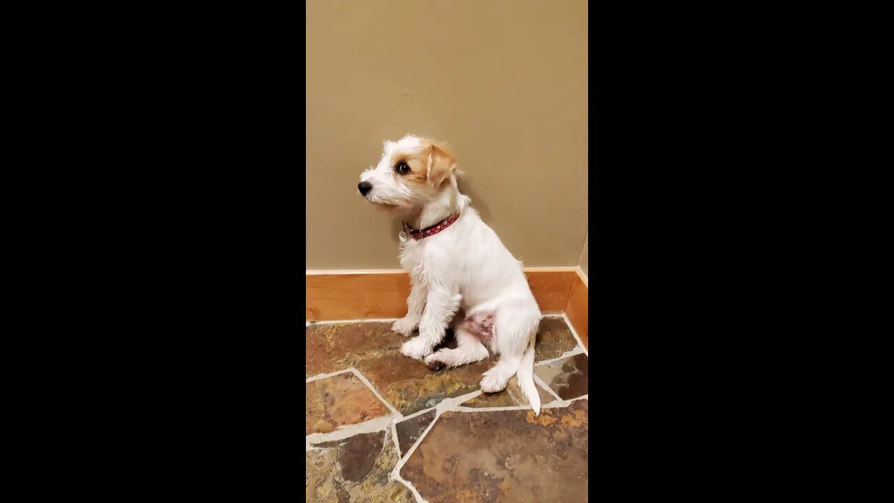 Ares Jack Russell gets real 🥱 at the office when Pappa works on computer.