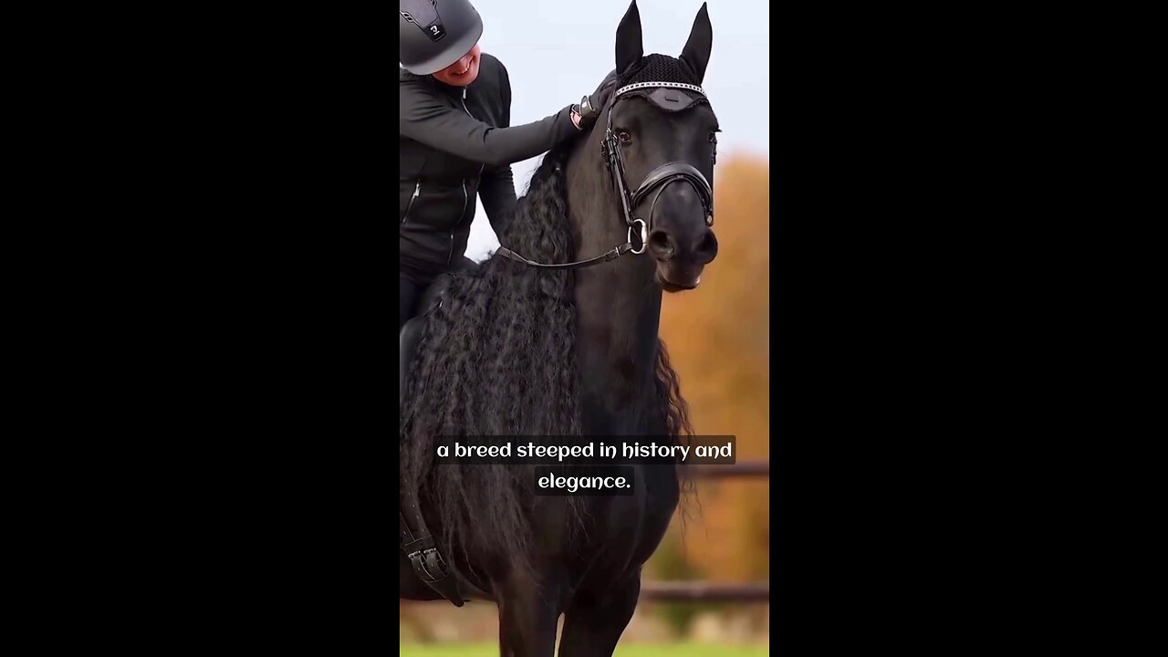 Friesian Horses: Elegance & History 🐎