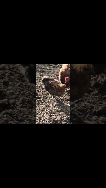 16 week golden lace wyandotte cross pullet