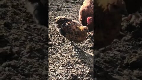 16 week golden lace wyandotte cross pullet