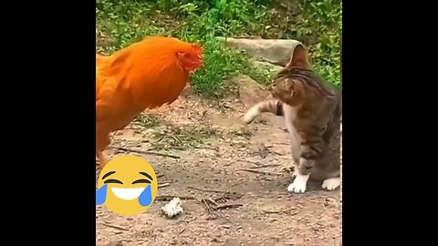 Animals viral video - Animals funniest fighting