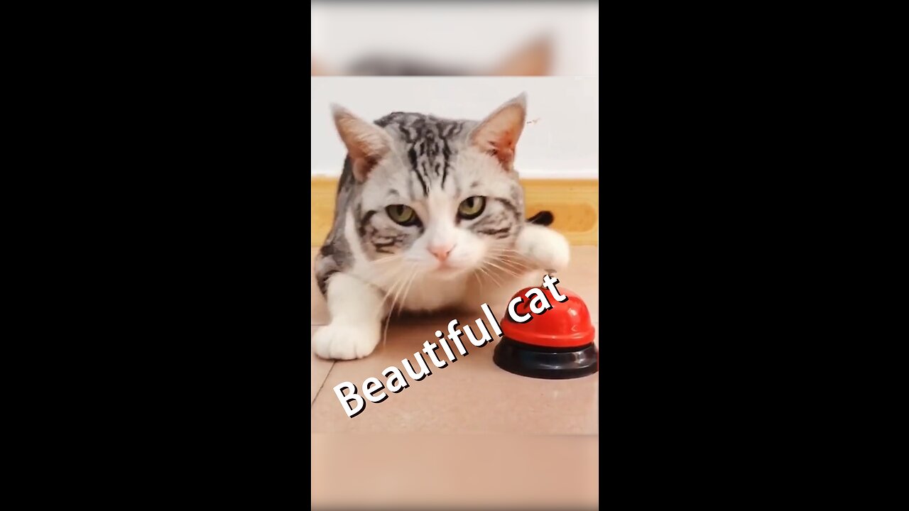 Beautiful cat!