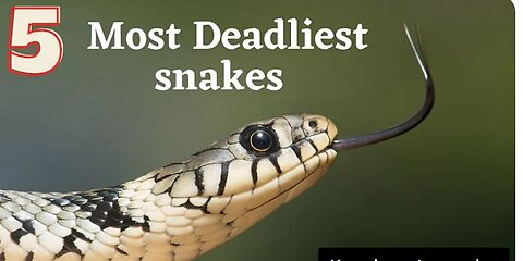 Top 5 Biggest snakes ever found