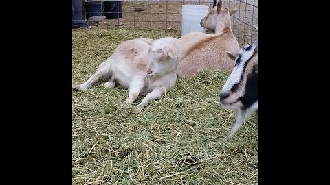 #sleepy #goats #homestead #homesteading #farm #farmanimals #farmlife