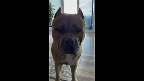 GIANT PIT BULL wants to play!!! 🦁🧡🥰