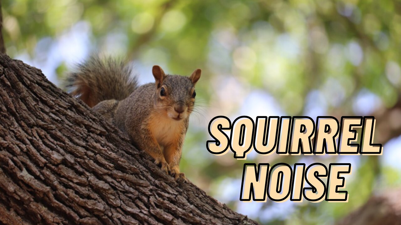 Squirrel Noises Sounds Video By Kingdom Of Awais