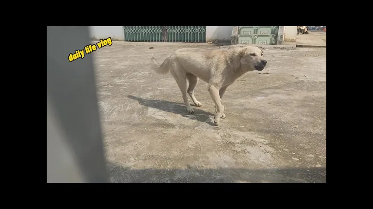 The dog knows its husband barks when a stranger comes to the house