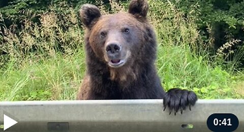 Bear Witness to Romania's Most Unusual Roadside Attraction