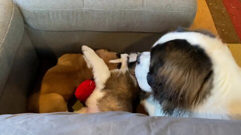 St Bernard- Baby Walter watching Norman and Clyde play. Gentle giant.