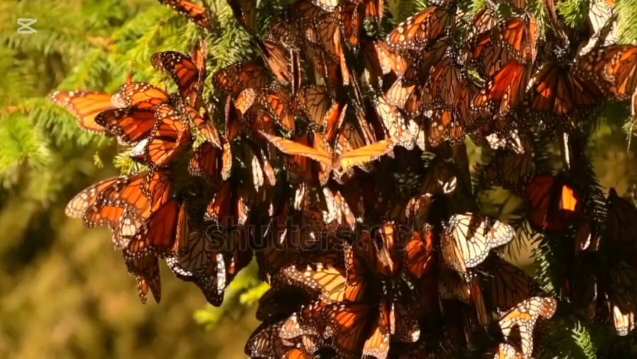 curiosidades sobre las mariposas monarcas