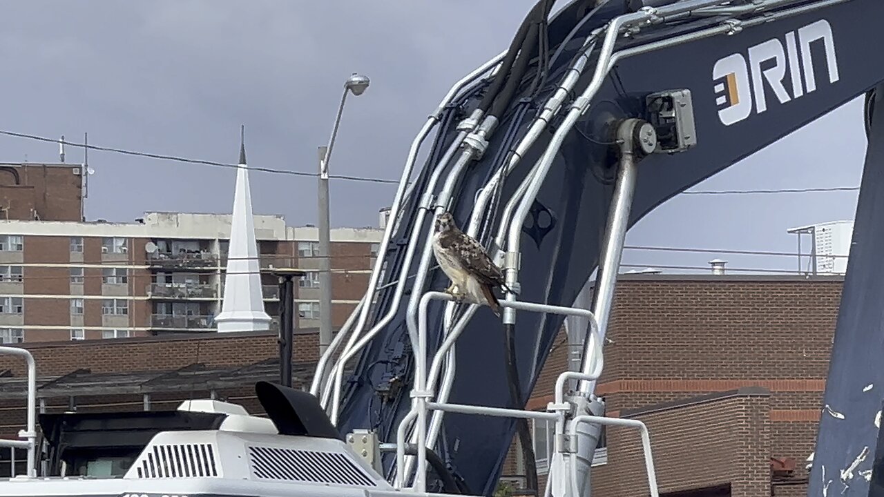 Rough Legged Hawk scanning area. Song bird distress call