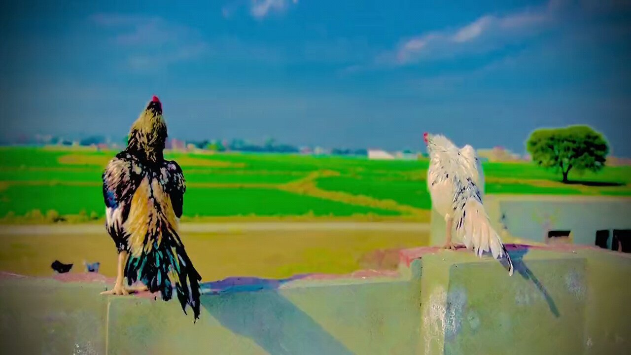 Punjabi song