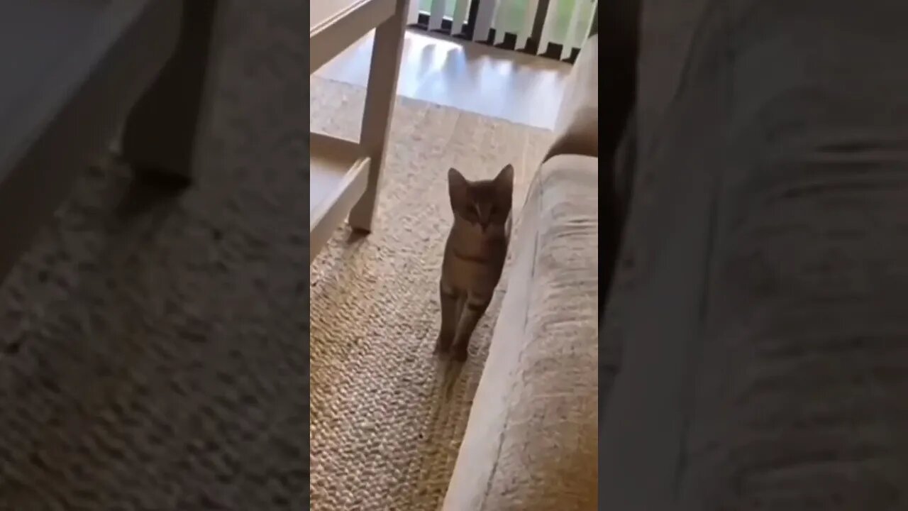 Wait for her move - (funny Cats) Dance #cat #shorts