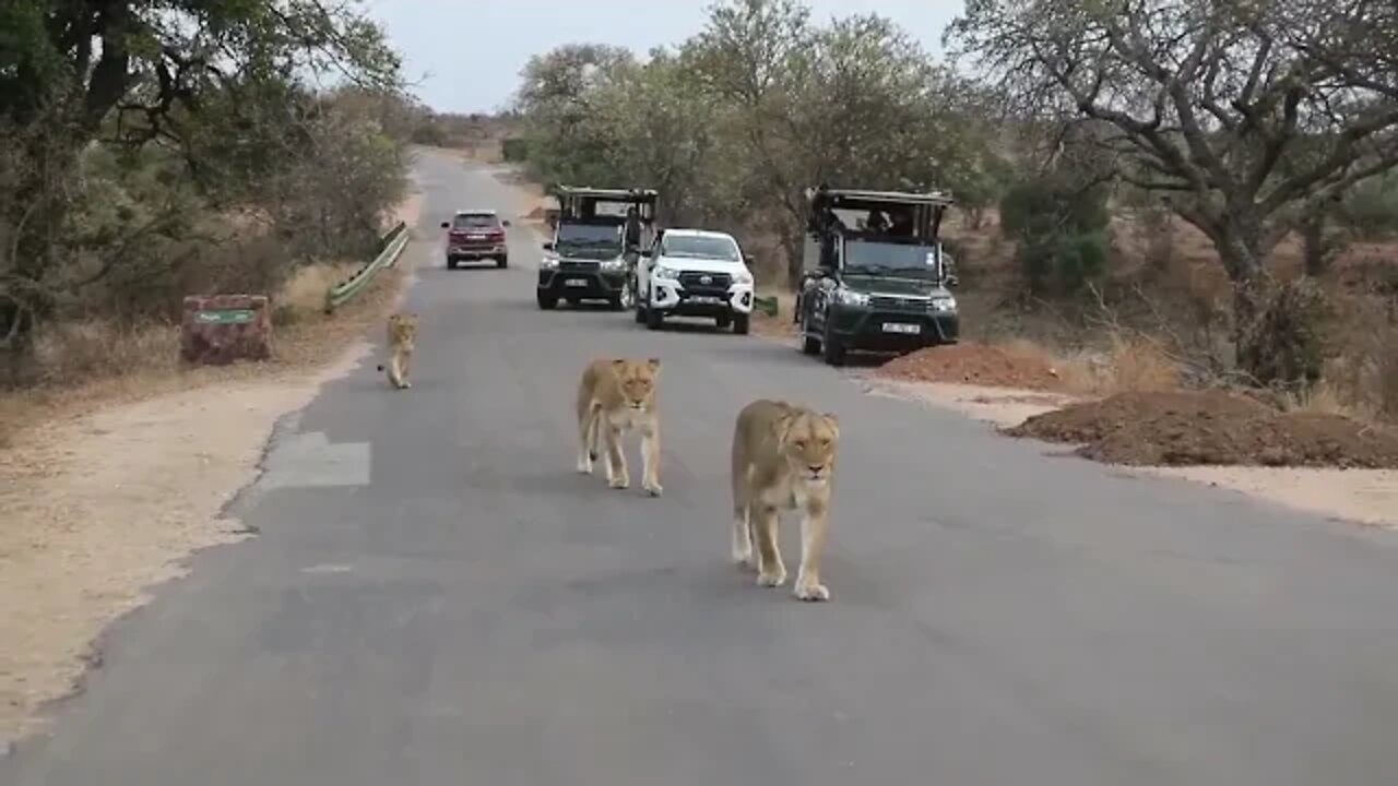 Another incredible lion roadblock in my latest Kruger national park wildlife sightings.