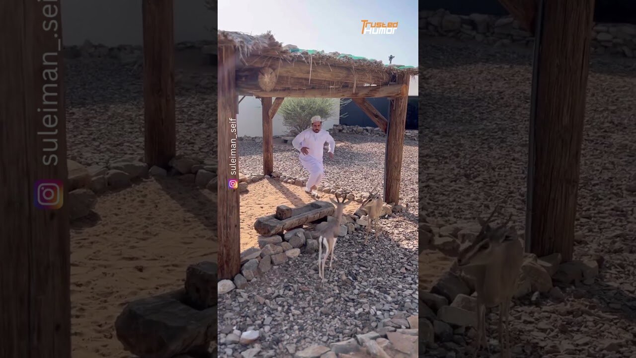 The end 😂😂😂 #funny #viral #shorts #funnyvideos #trustedhumor
