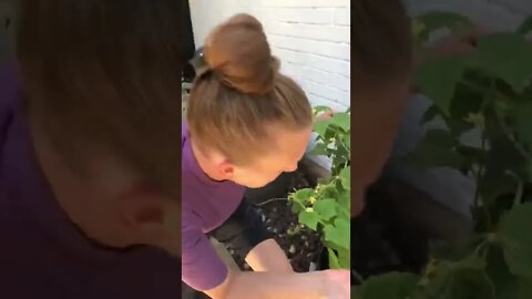 Those Beans Look Like CUCUMBERS! 🥒 😂 #shorts