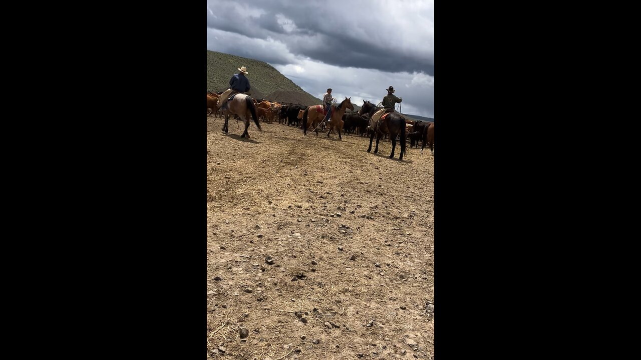 Branding calves