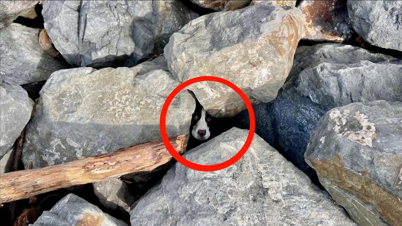 Strange sounds from the rocks were heard by a man walking along the shore