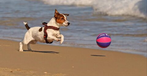 Cute Puppy Playing On The Beach - Free HD Stock Footage (No Copyright) Dog Shore Sunset