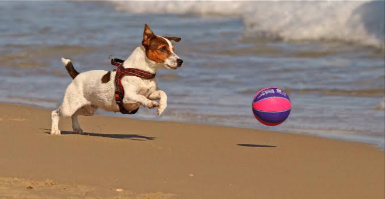 Cute Puppy Playing On The Beach - Free HD Stock Footage (No Copyright) Dog Shore Sunset