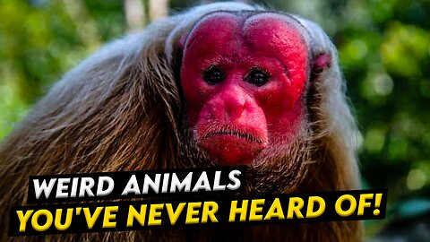 Discover the Bizarre: 10 Weird Animals You've Never Heard Of