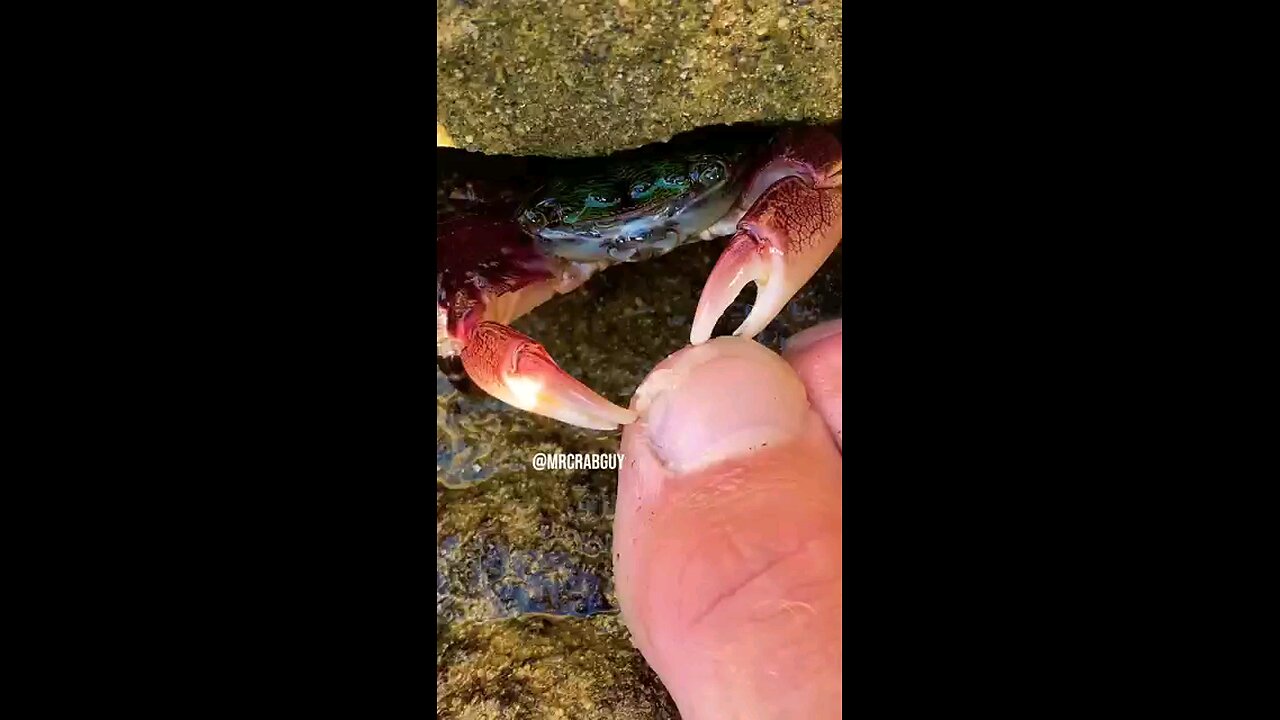 Listen to SATISFYING Crab ASMR 🦀🦶😱