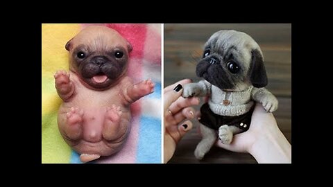 Funniest and Cutest Pug Dog Videos Compilation