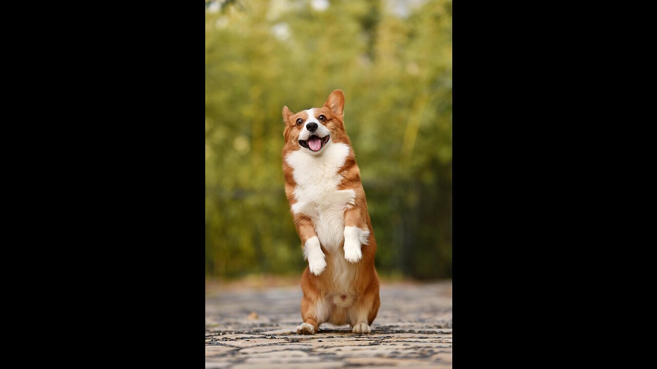 Animal Funnies: Watch These Hilarious Creatures in Action!