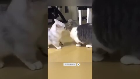 funny cat videos cute cat videos cute animals funny cats #shorts #shortsfunny #cutecat #funnycat