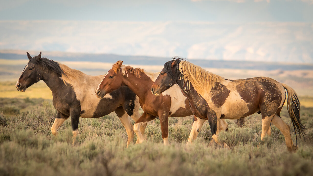 Wild Horse Colors of McCullough Peaks in Wyoming by Karen King