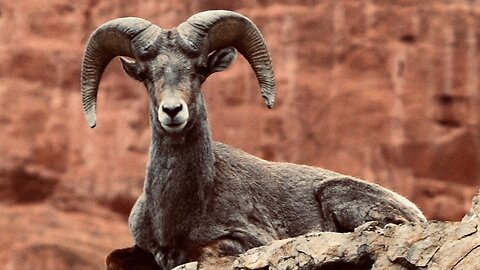 5 Fun Facts About The Desert Bighorn Sheep