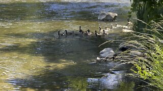 Canada Geese incoming 😊