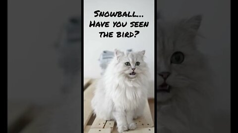 Snowball