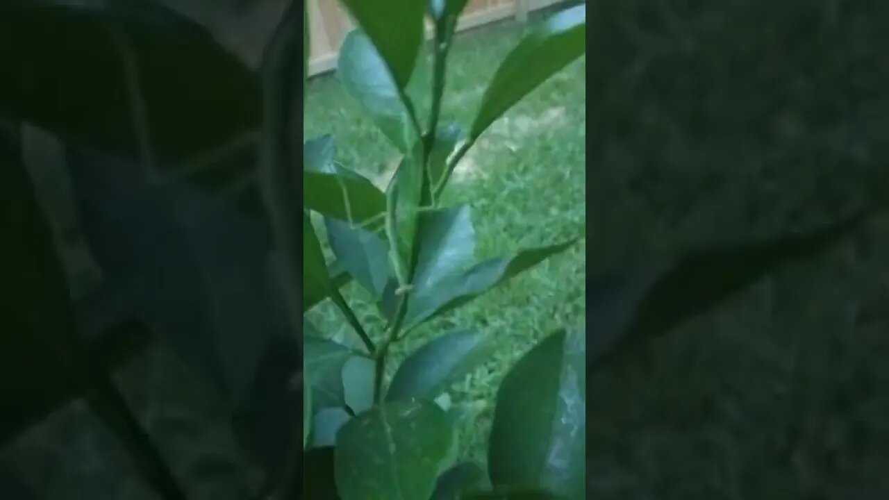 Praying Mantis on Orange Tree!! Really Cool!! #shorts #fyp #blowup #insects #nature