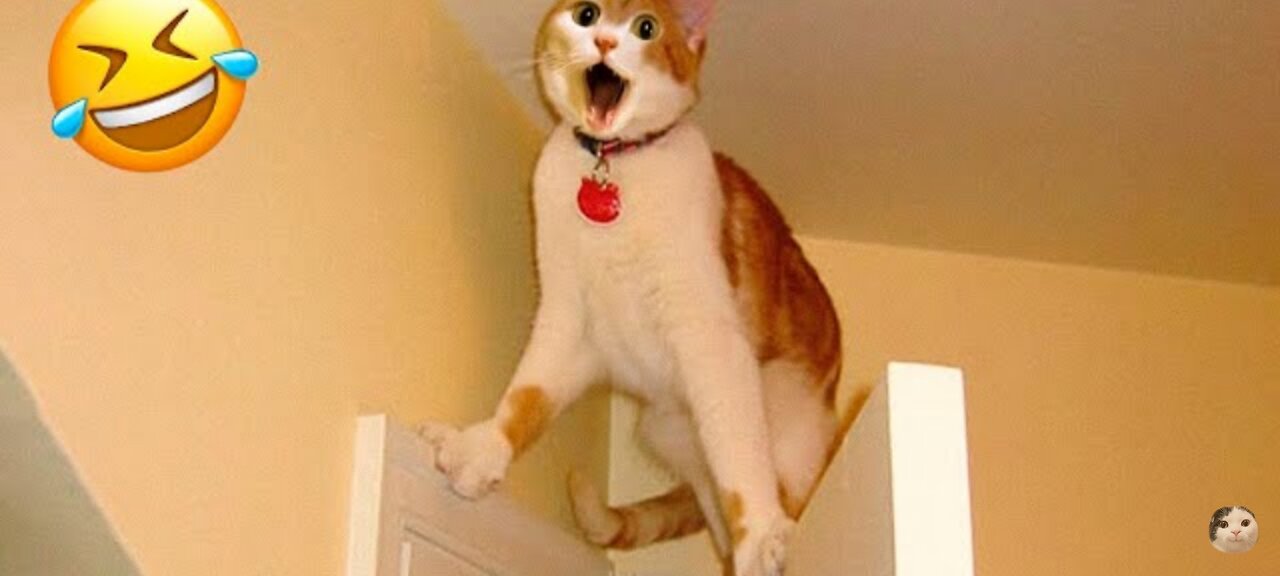 Funny animals videos 2023😂😂 - funniest cats and funniest dog videos 🥰😂