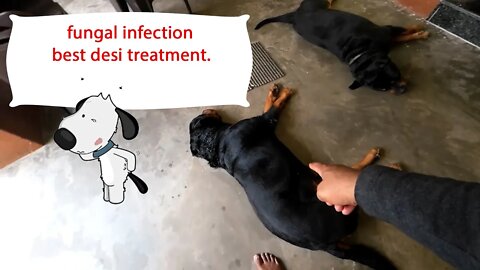 Dog's Fungal infection, best desi treatment || Mr.Bolt