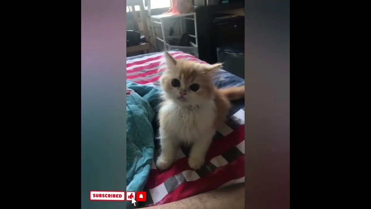 cute cat videos 😹 funny videos 😂1774