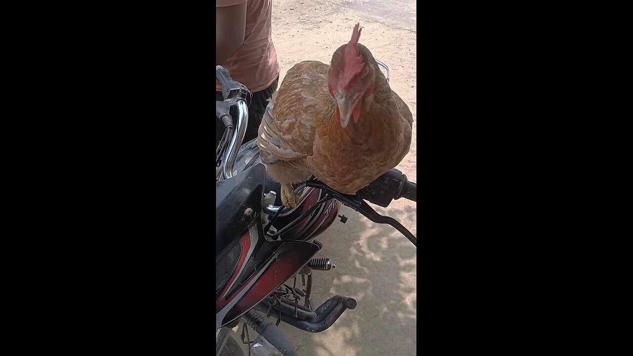 deshi chicken party on the occassion of Rashtriya panchayata diwas