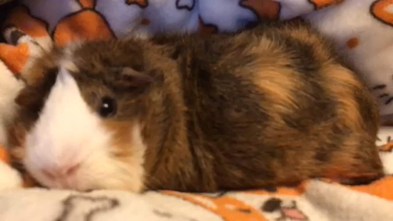 Cutest Guinea Pig Plop 🧸