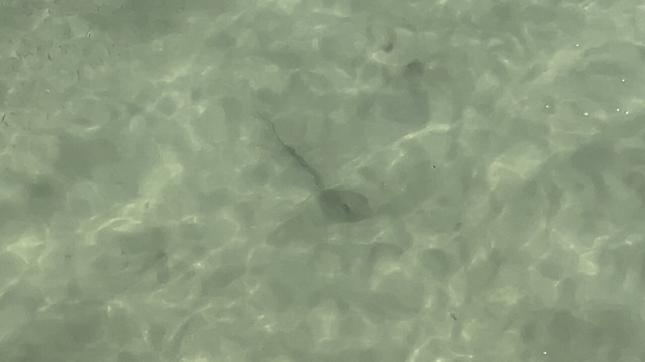 Stingray at Fort De Soto May 16 2024