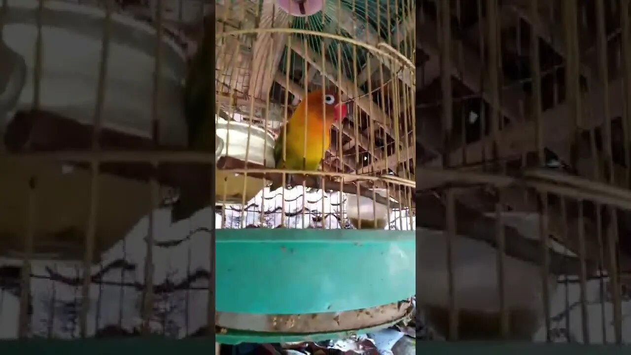 Lovebird tidak Berkicau