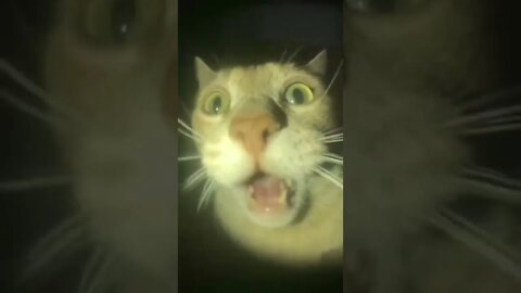 Cat Funny | Funny Pets
