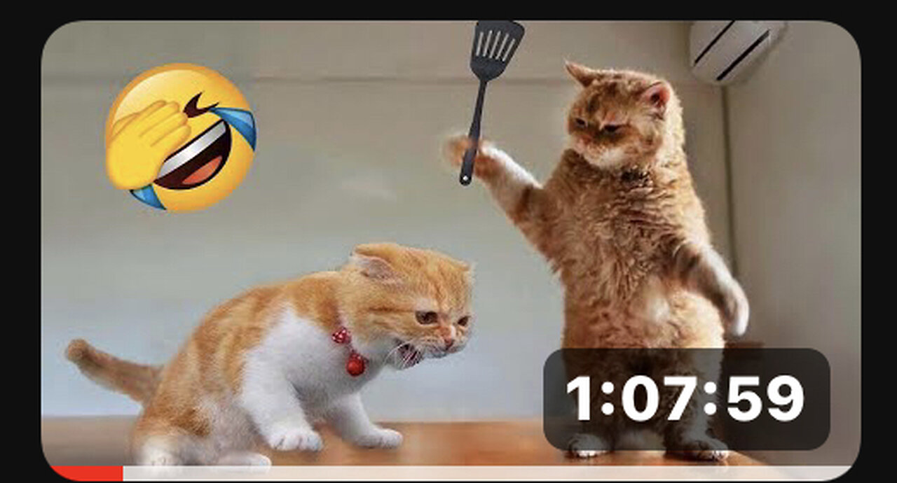 Funniest Animals 2023 😂 So funny Cats and Dogs😸🐶