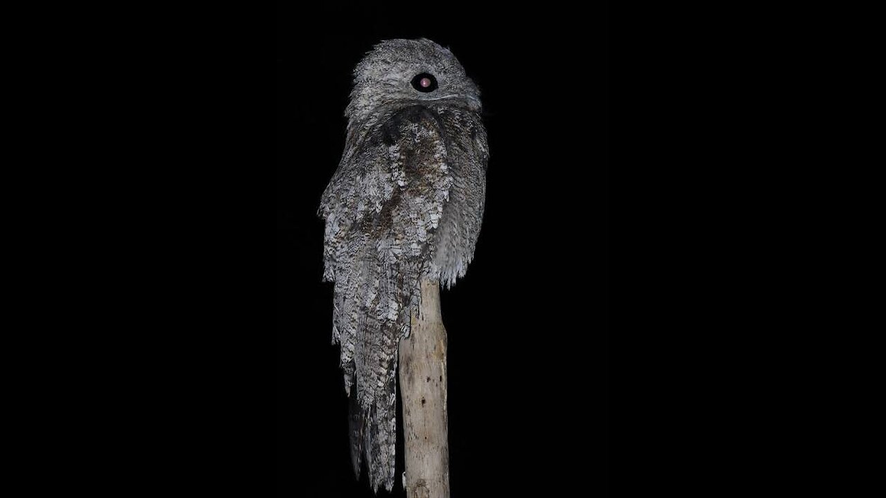 "Mystery of the Night: The Secret Life of the Great Potoo"